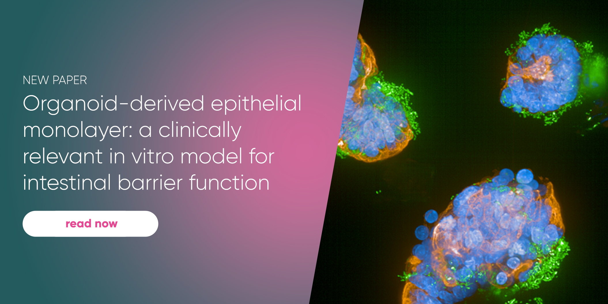 Test epithelial barrier function