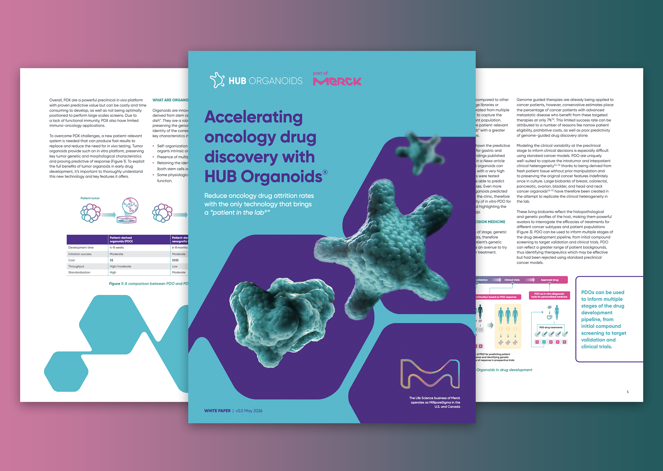 Accelerating oncology drug discovery with HUB Organoids®