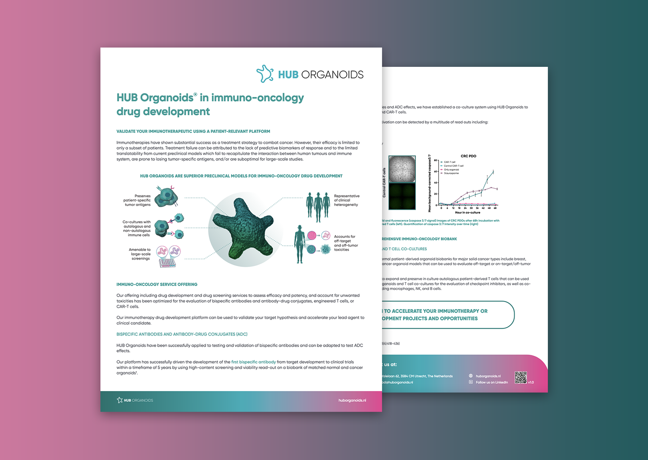 De-risk your immuno-oncology drug development with HUB Organoids®