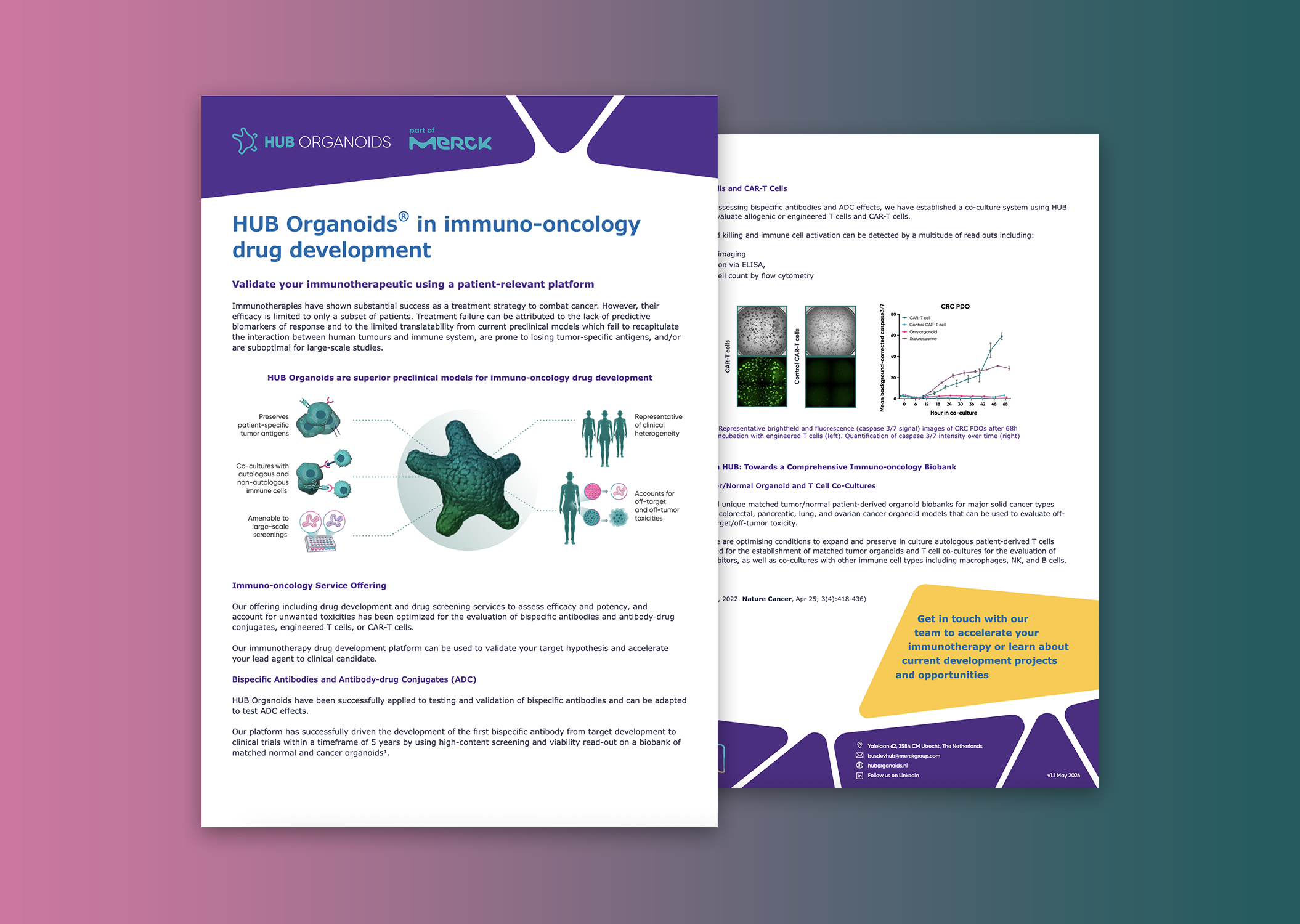 De-risk your immuno-oncology drug development with HUB Organoids®