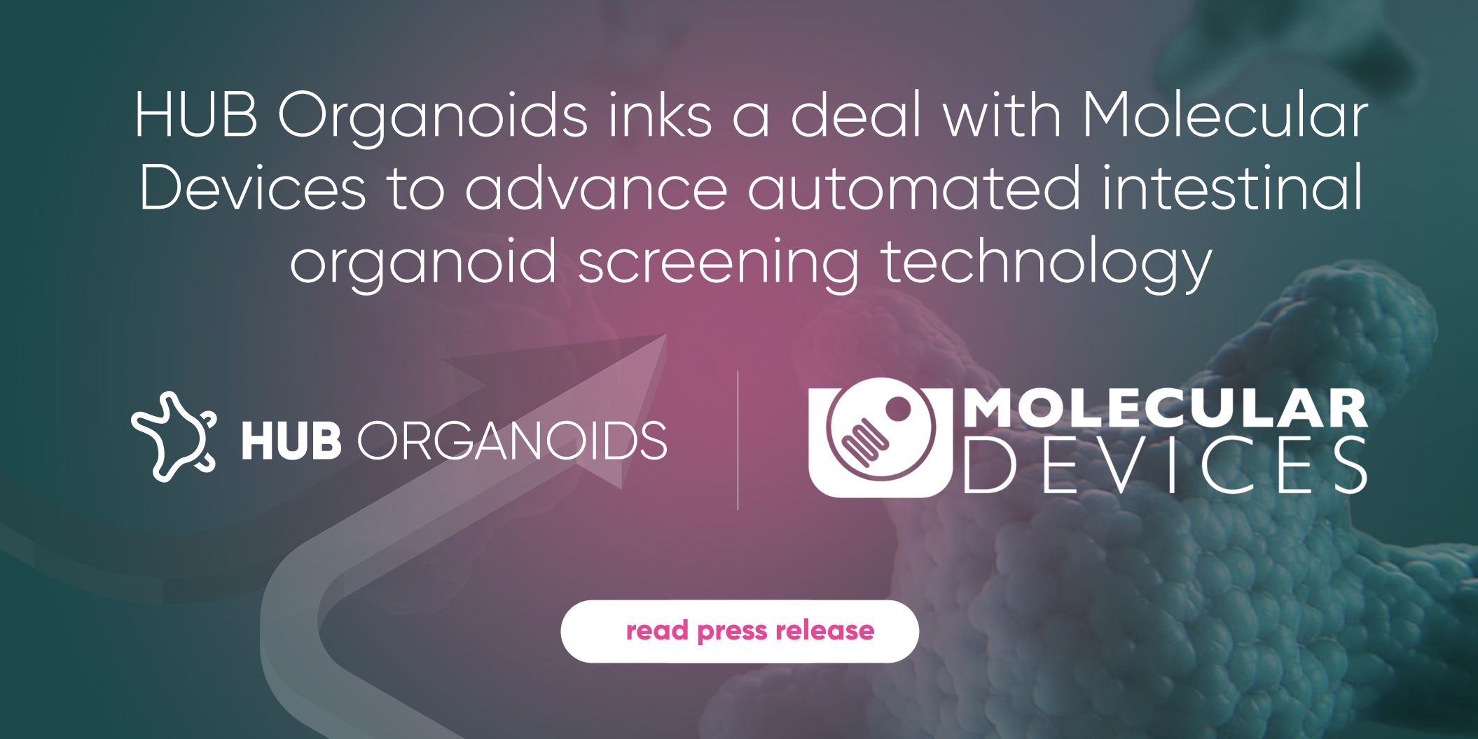 HUB Organoids extends partnership with Molecular Devices to advance automated intestinal organoid screening technology