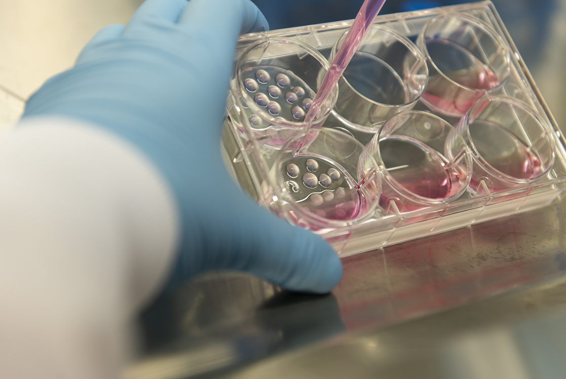 Lab showcasing HUB Organoid Technology
