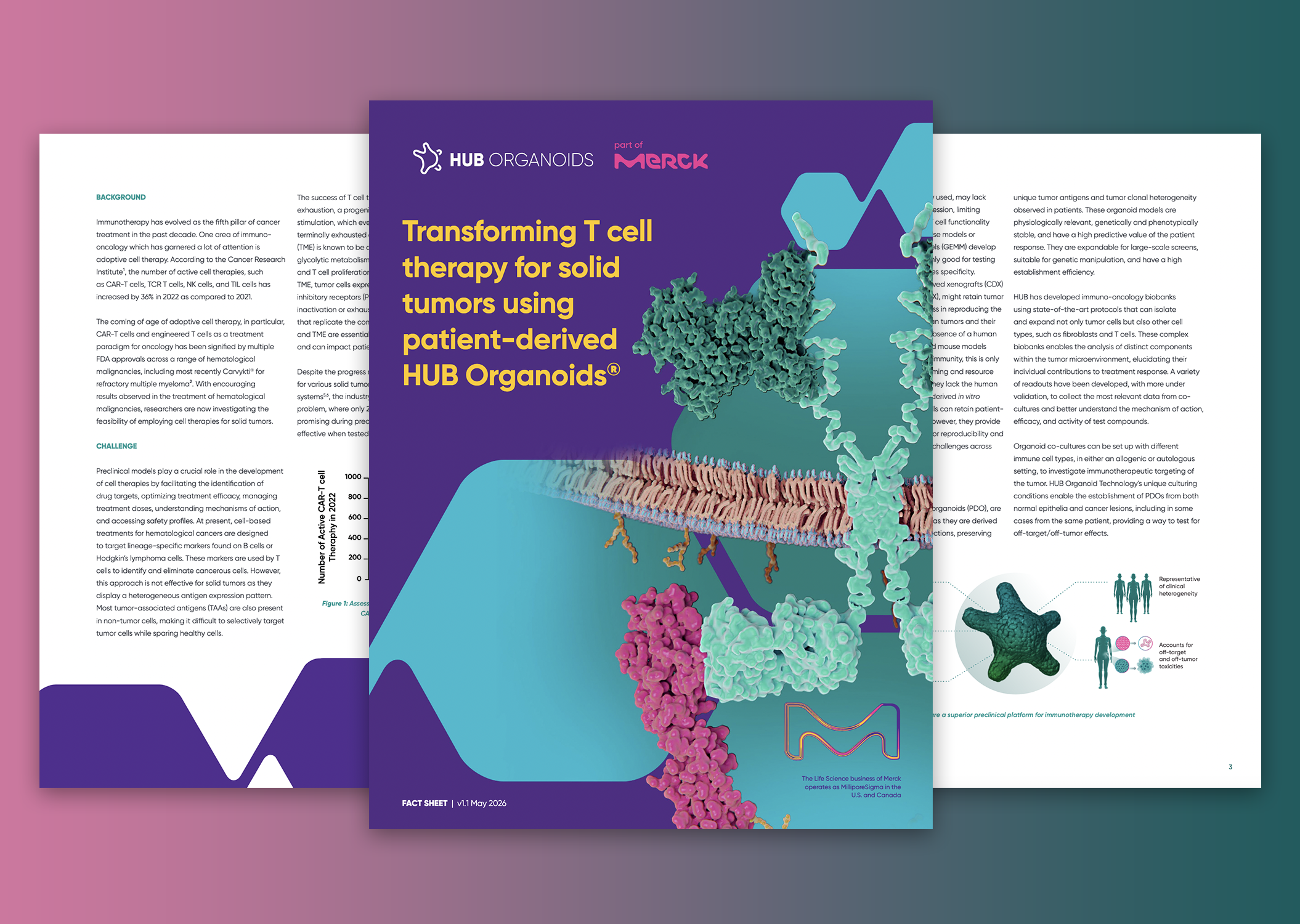 Transforming T cell therapy for solid tumors using patient-derived HUB Organoids®
