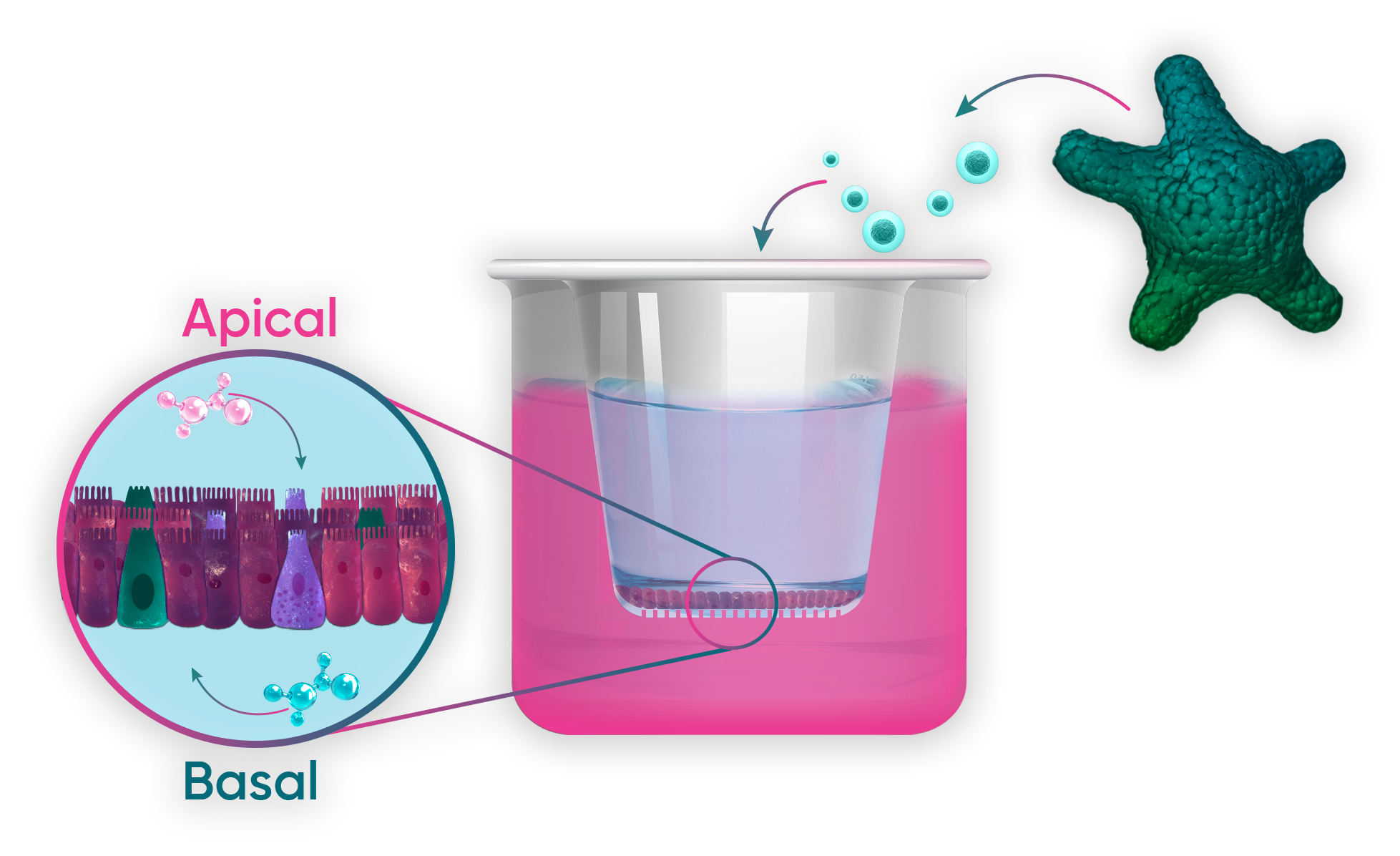 License HUB Organoid Technology