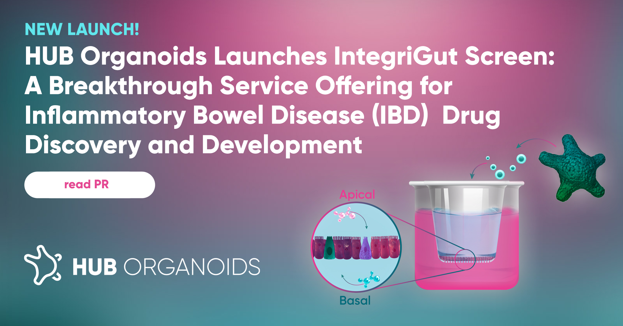 HUB Organoids Launches IntegriGut Screen: A Breakthrough Service Offering for Inflammatory Bowel Disease (IBD)  Drug Discovery and Development