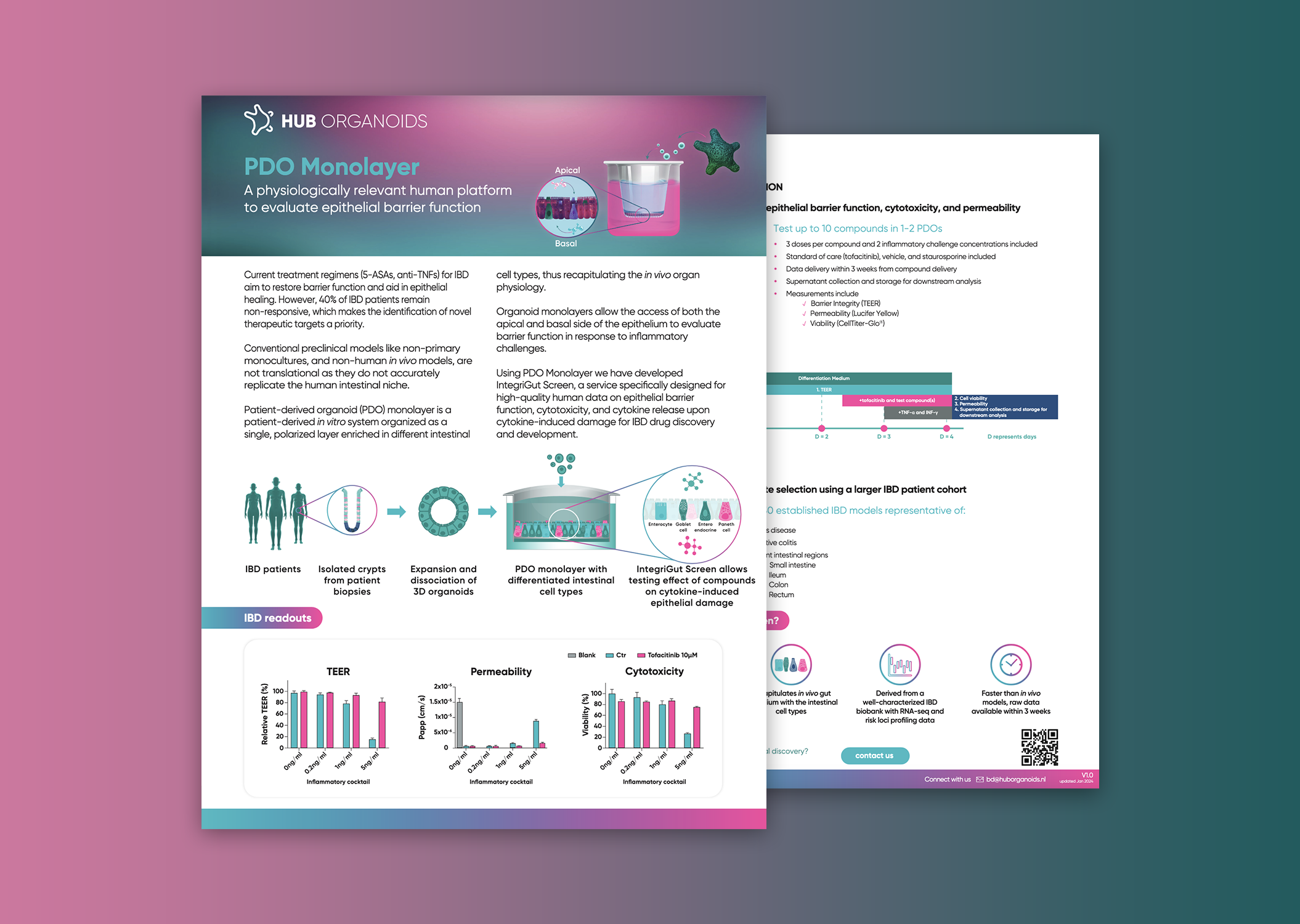 PDO Monolayer for Inflammatory Bowel Disease (IBD)