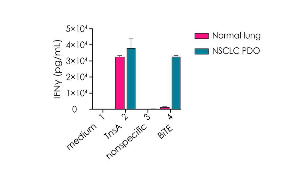 Graph measuring IFN-γ Secretion in non-small cell lung cancer and normal organoids