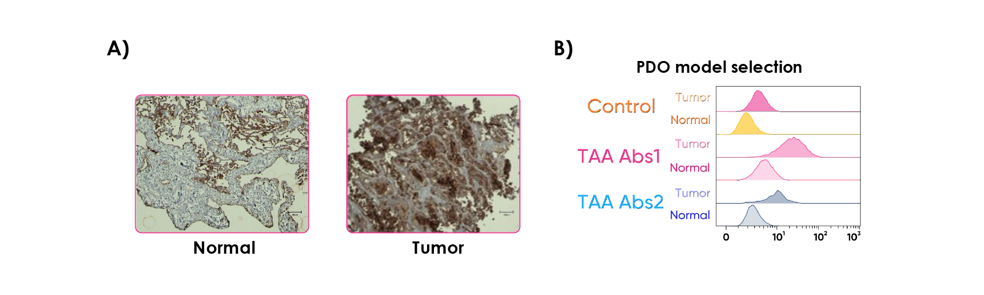 Immunohistochemistry and flow cytometry of NSCLC organoid models
