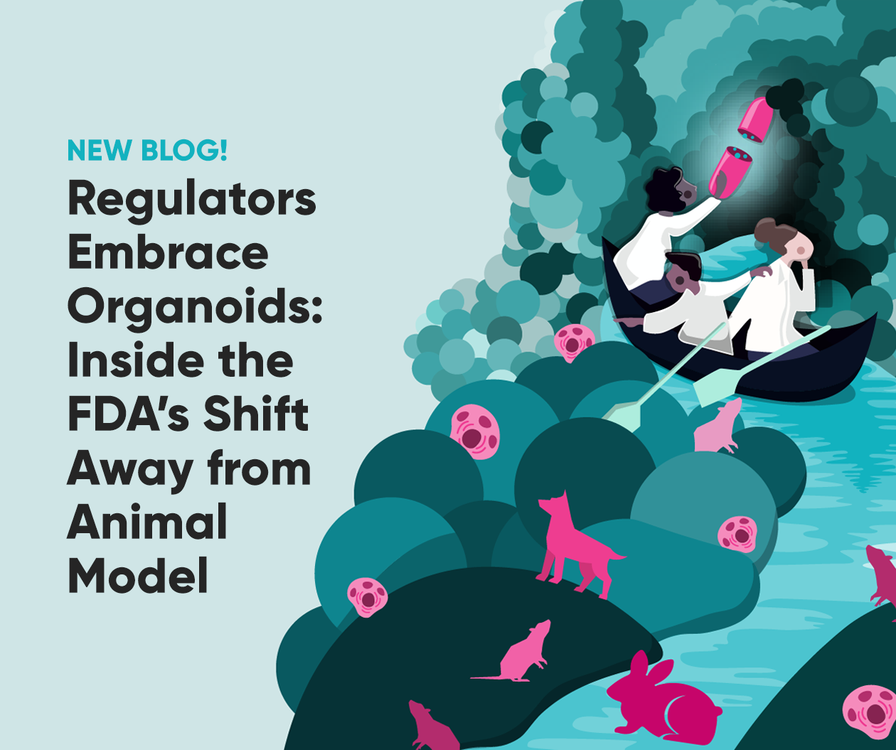Regulators Embrace Organoids: Inside the FDA’s Shift Away from Animal Model