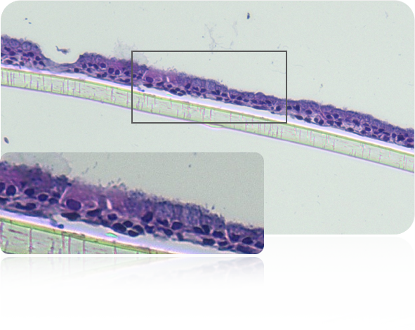 PDO Monolayer Infection Models