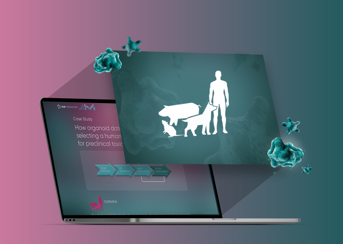How organoid data guided our client in selecting a human-relevant animal model for preclinical toxicology studies