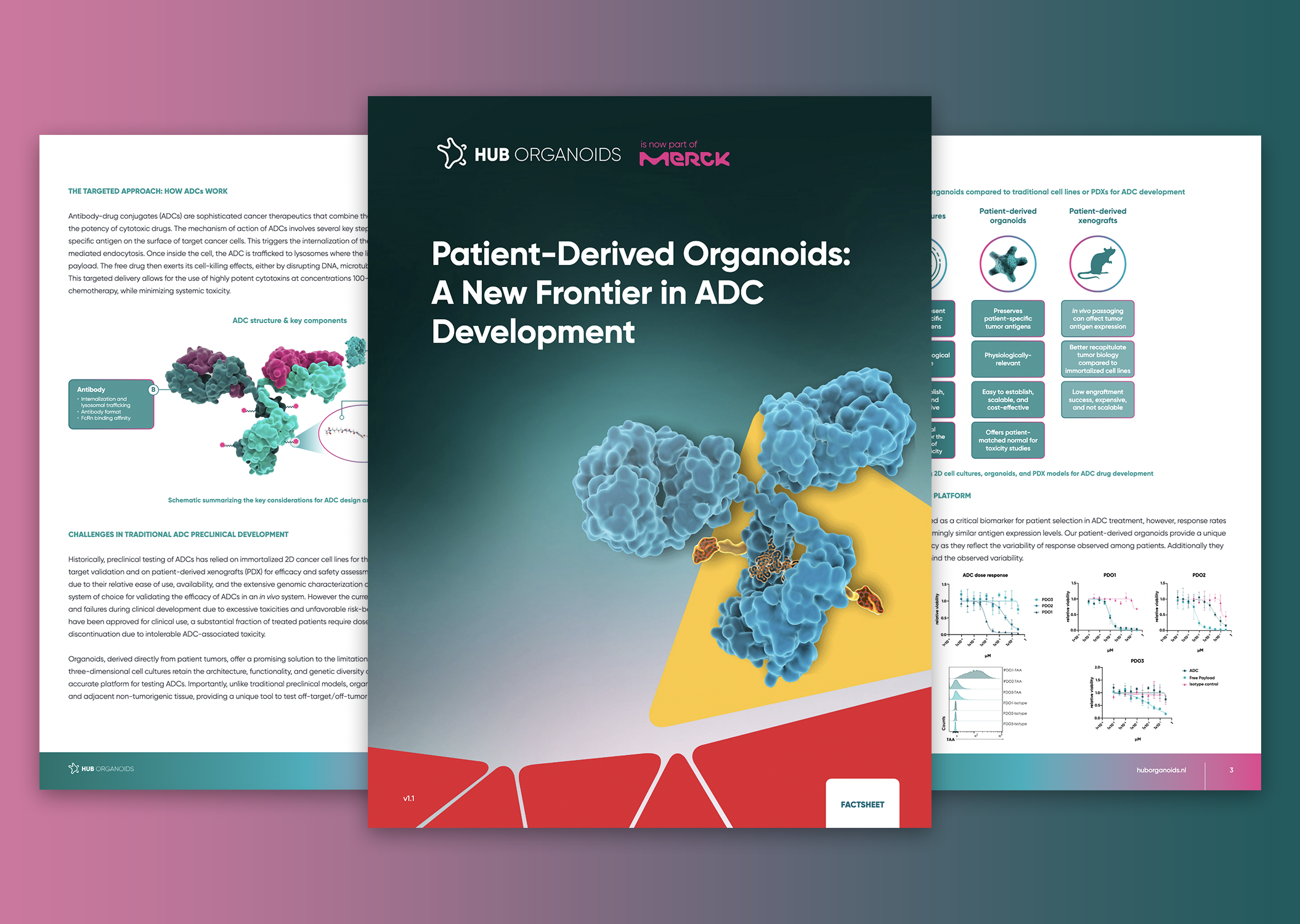 Patient-Derived Organoids: A New Frontier in ADC Development