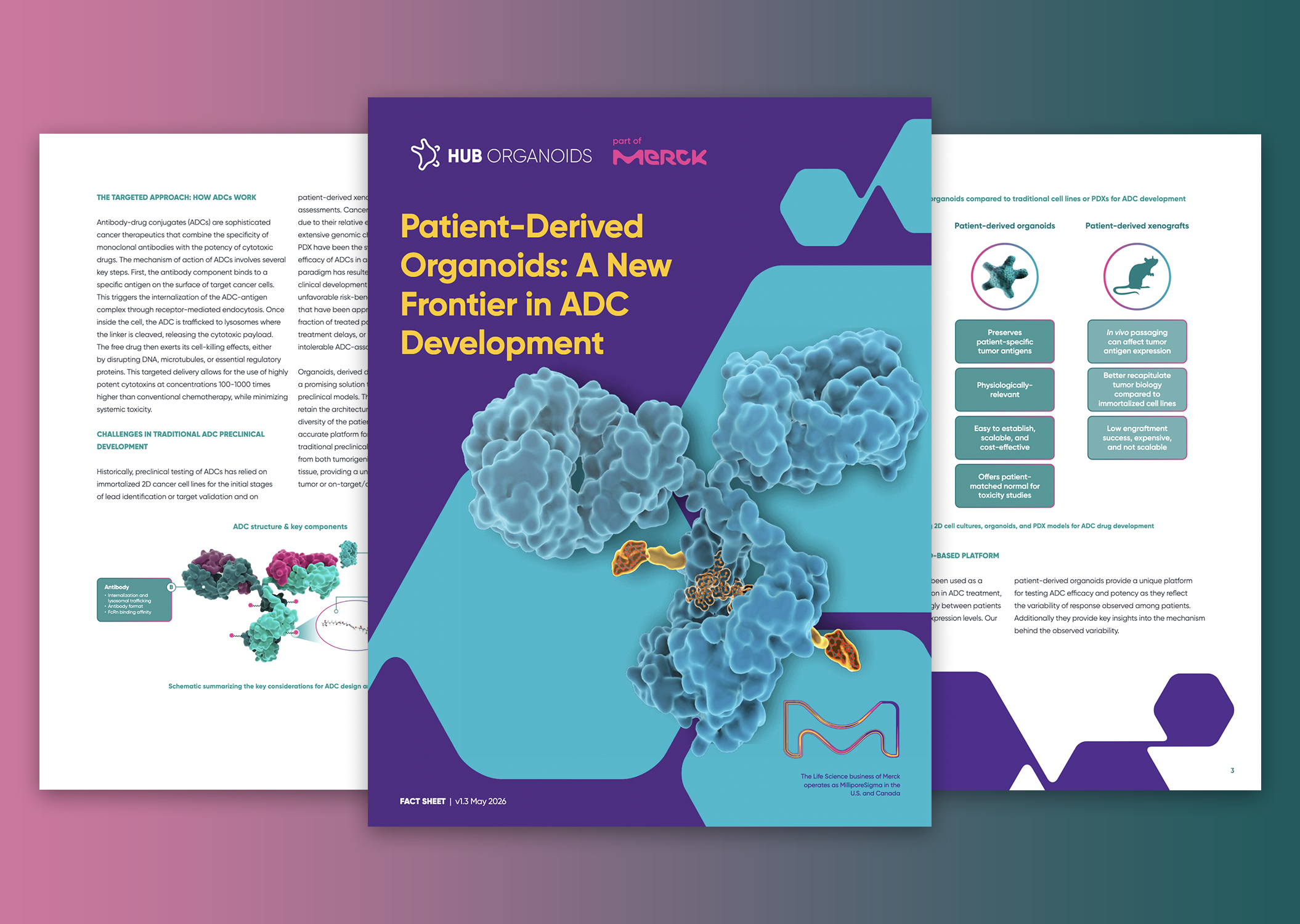 Patient-Derived Organoids: A New Frontier in ADC Development